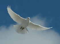 white-dove-forgiveness